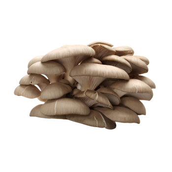 Cogumelo Pleurotus 150gr