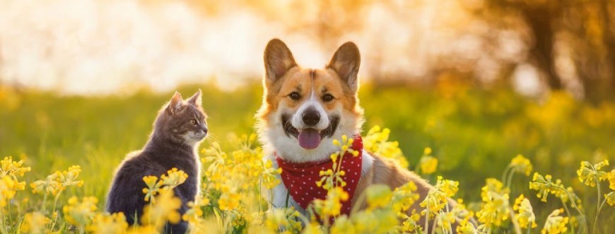 Cães