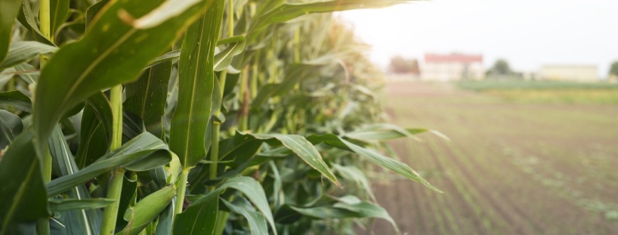 Agricultura